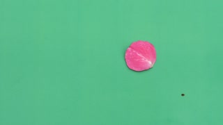Rose petals falling in slow motion with a Green background