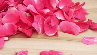 romantic flying light red rose flower petals backdrop