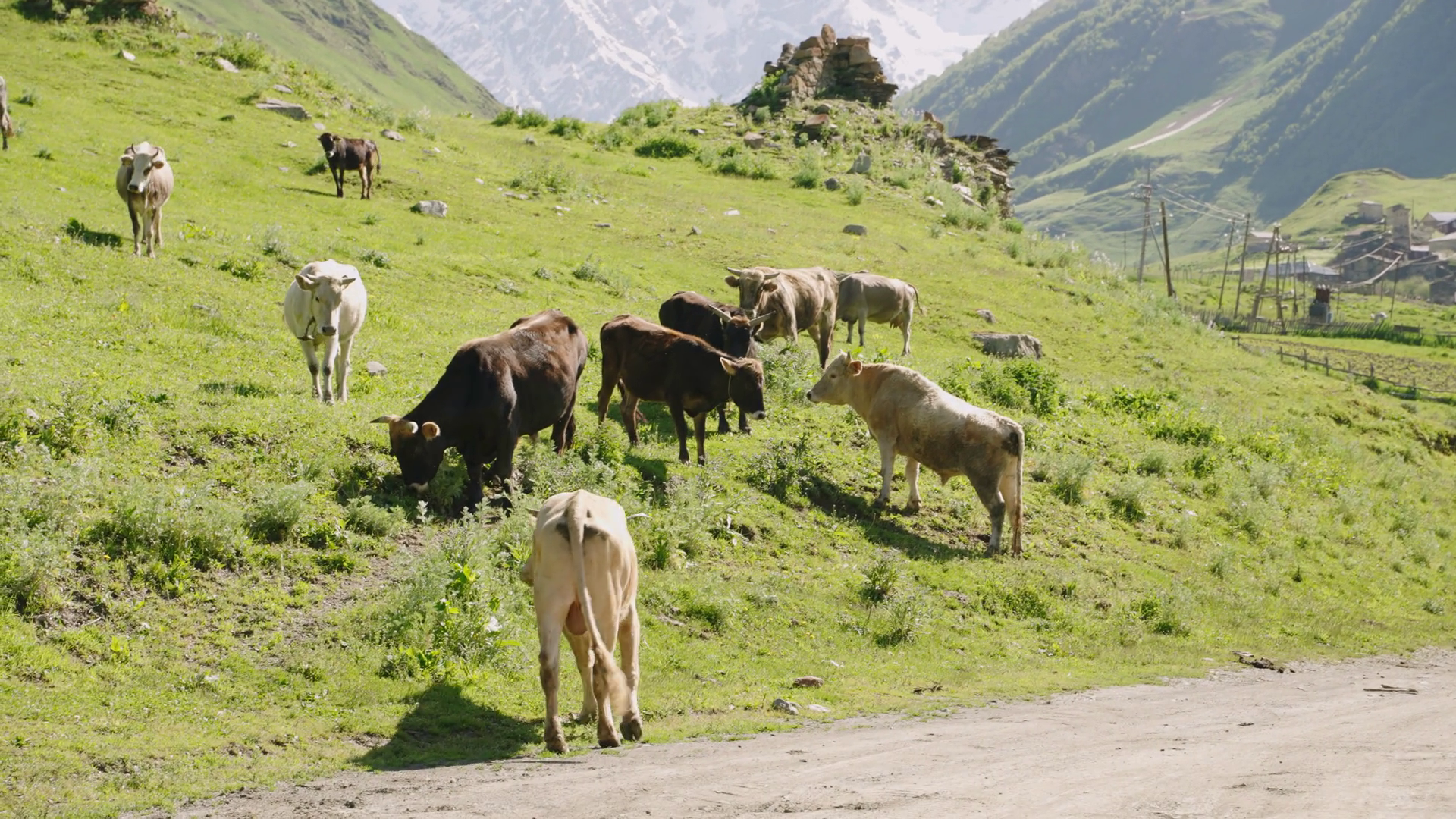 Cows Graze On Green Meadow In Mountain Stock Footage SBV-352628470 ...