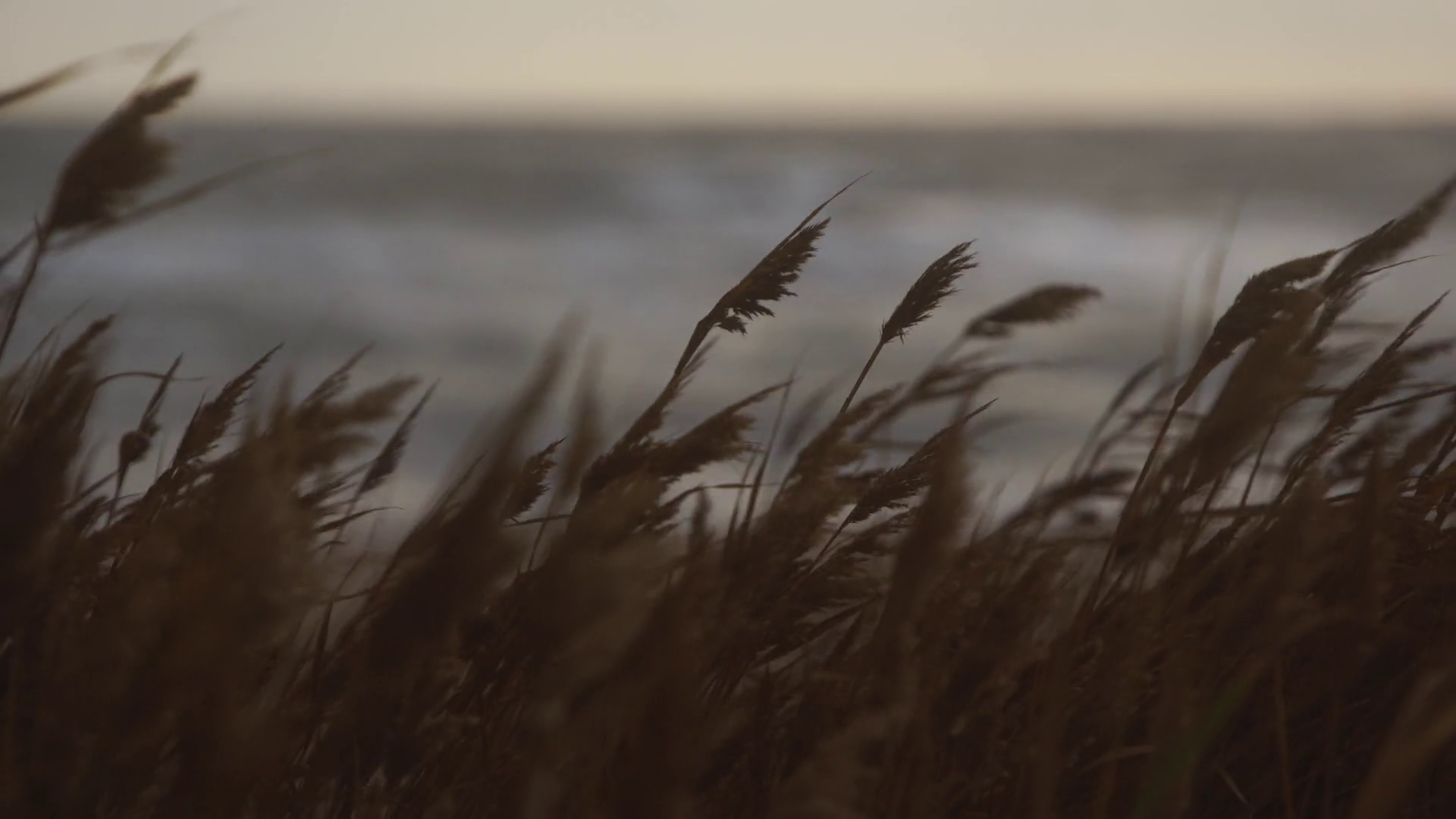 Windblown Reeds Sway On Coast Rough Sea Stock Footage SBV-348733089 ...