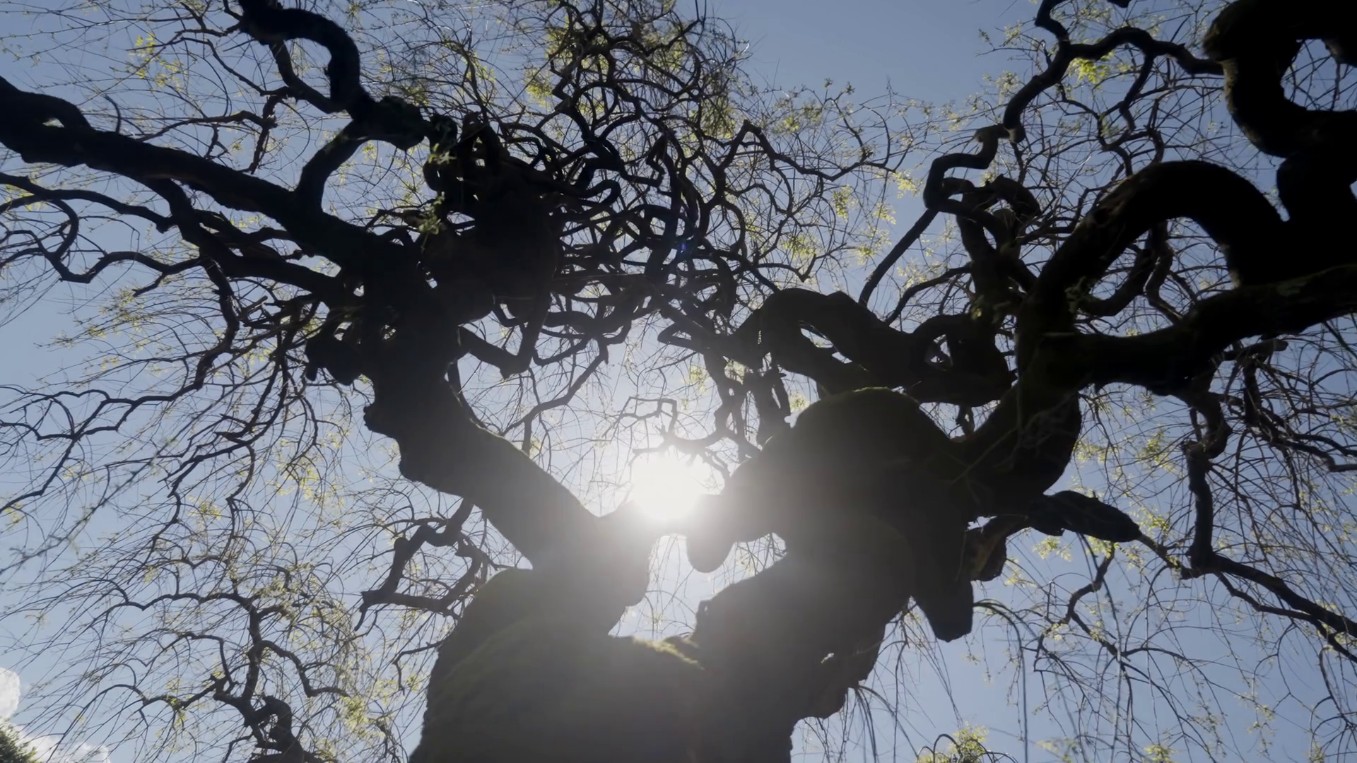 A Beautiful Unique Curvy Tree Silhouette Set Stock Footage SBV ...