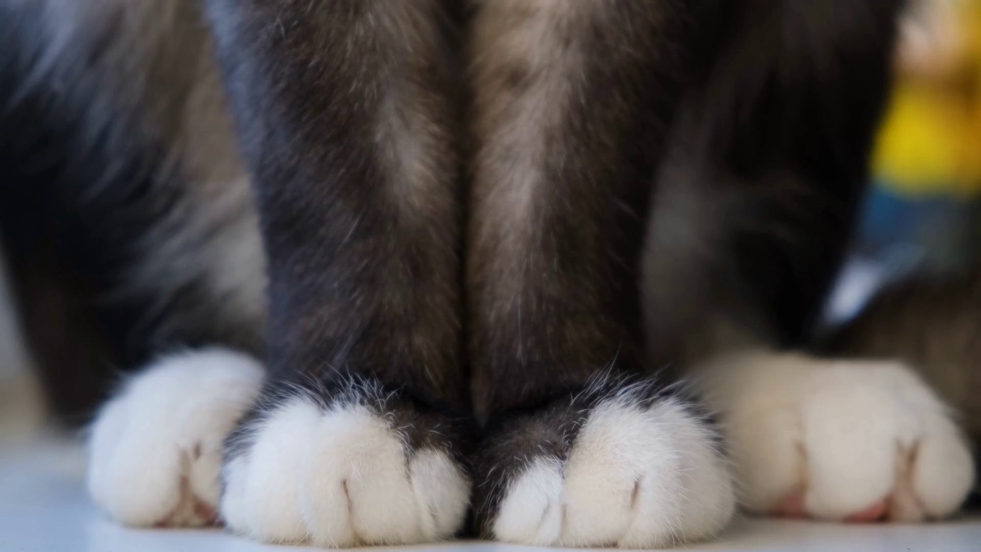 Black White Paws Of Cat Concept Closeup Of Stock Footage SBV348468334