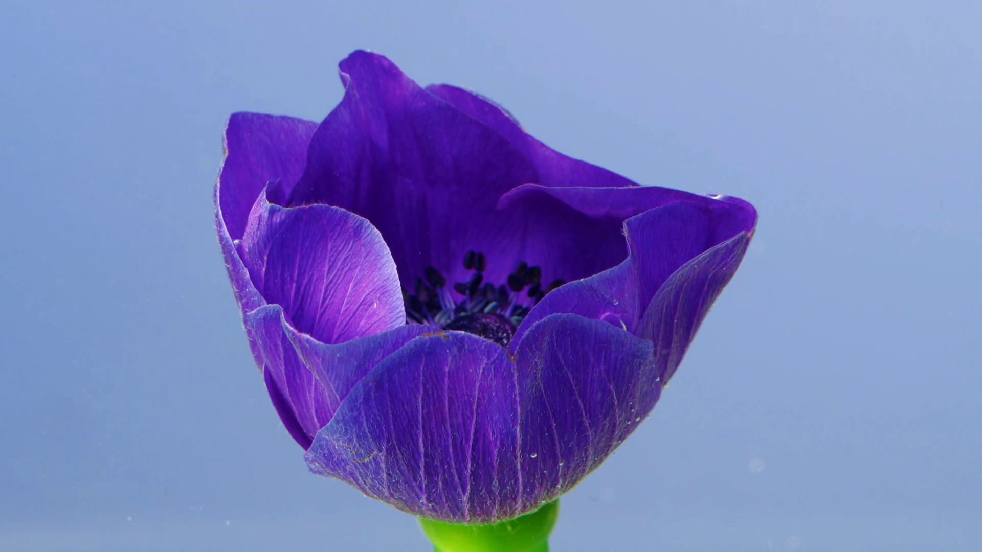 A Beautiful Purple Flower Stock Footage Stock Footage SBV348589440