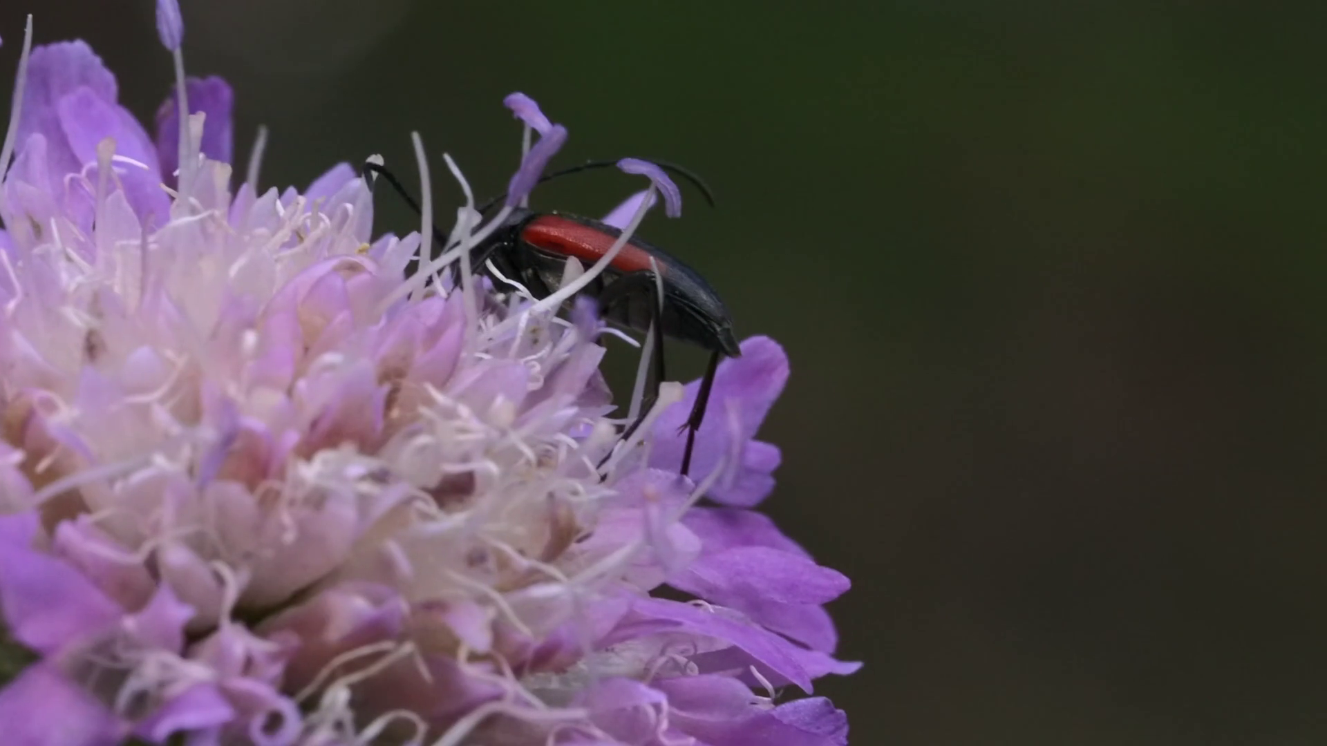 Extreme Close Up Of Beautiful Purple Flower Stock Footage SBV348584289