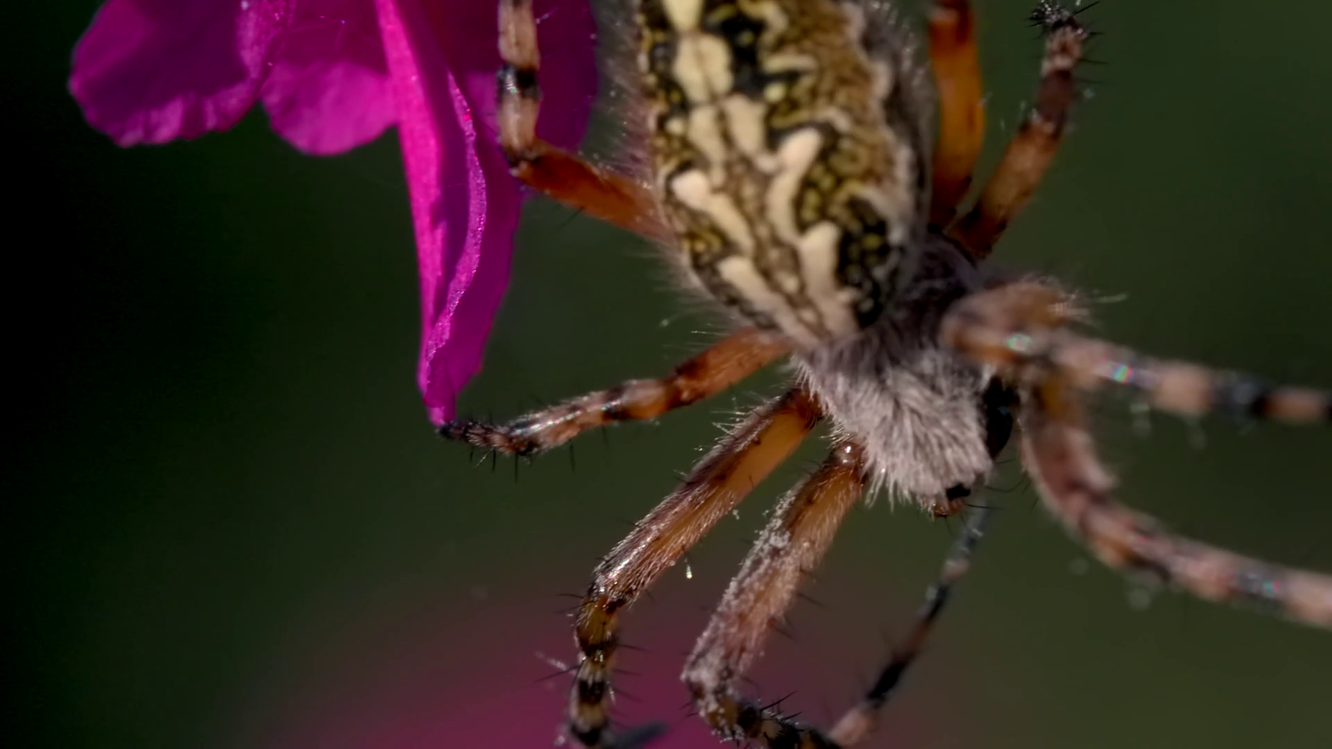 A Beautiful Tarantula With Colored Back Stock Footage SBV-348583701 ...