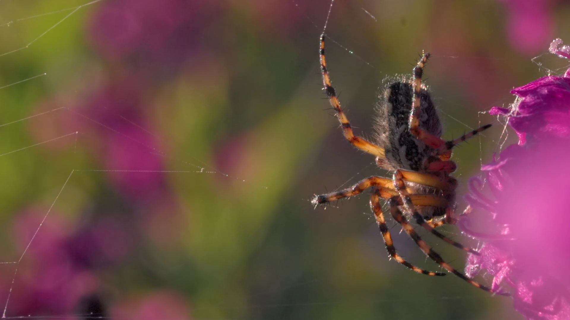 A Beautiful Tarantula With Colored Back Stock Footage SBV-348584434 ...