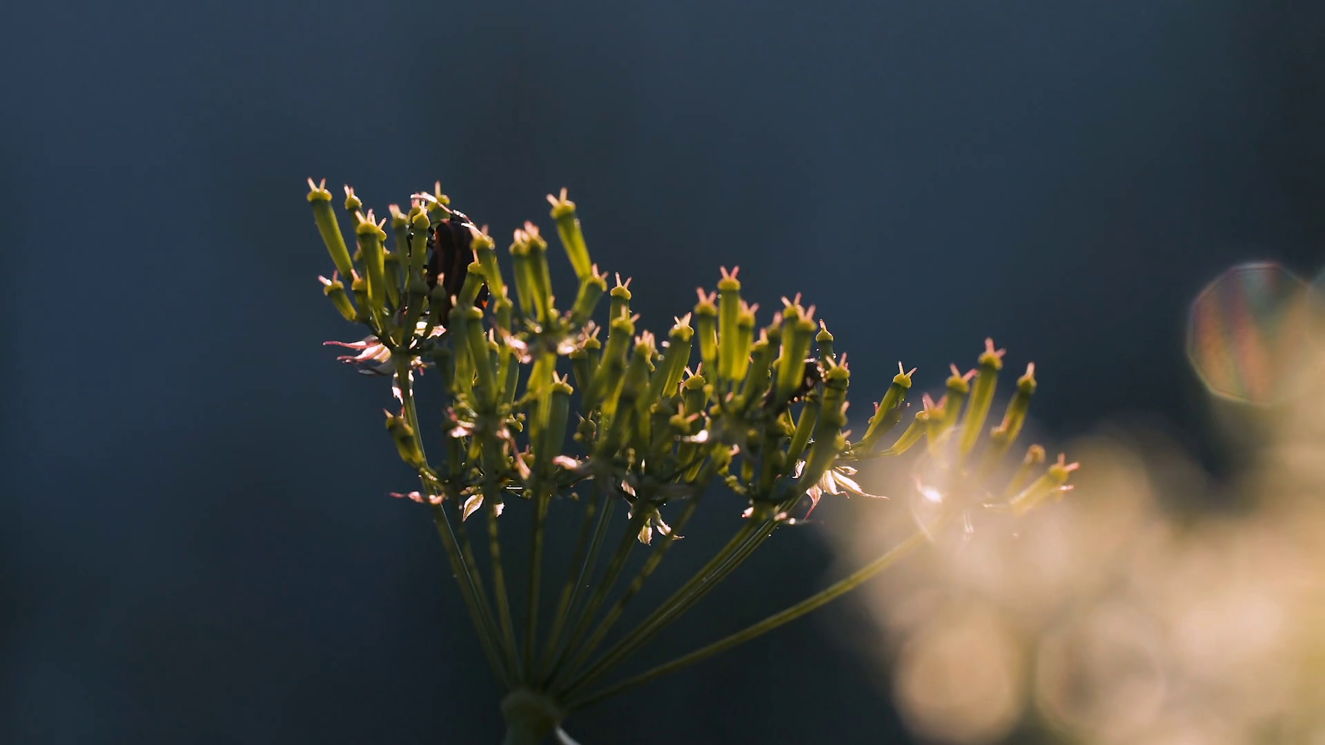 Macro Photography In Nature Creative Small Stock Footage SBV-348592897 ...