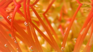 A brilliant flower . Stock footage. The water in which the orange flower is enveloped and they are taken close-up