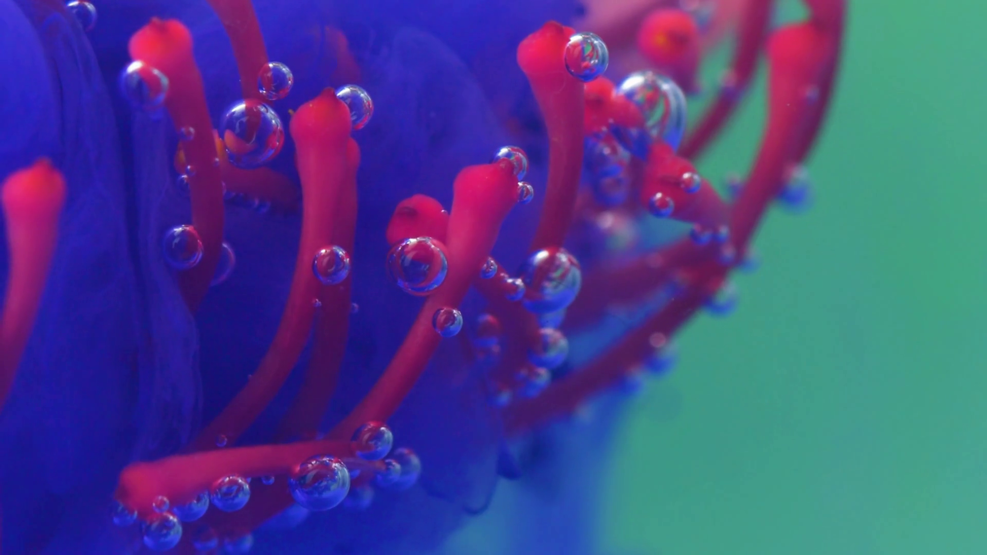 Underwater Flower Petals In Lilac Ink Mist Stock Footage SBV348618221