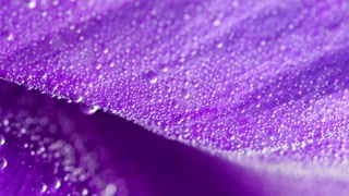 Purple petals. Stock footage. Water with small bubbles inside that lies on the purple petals.