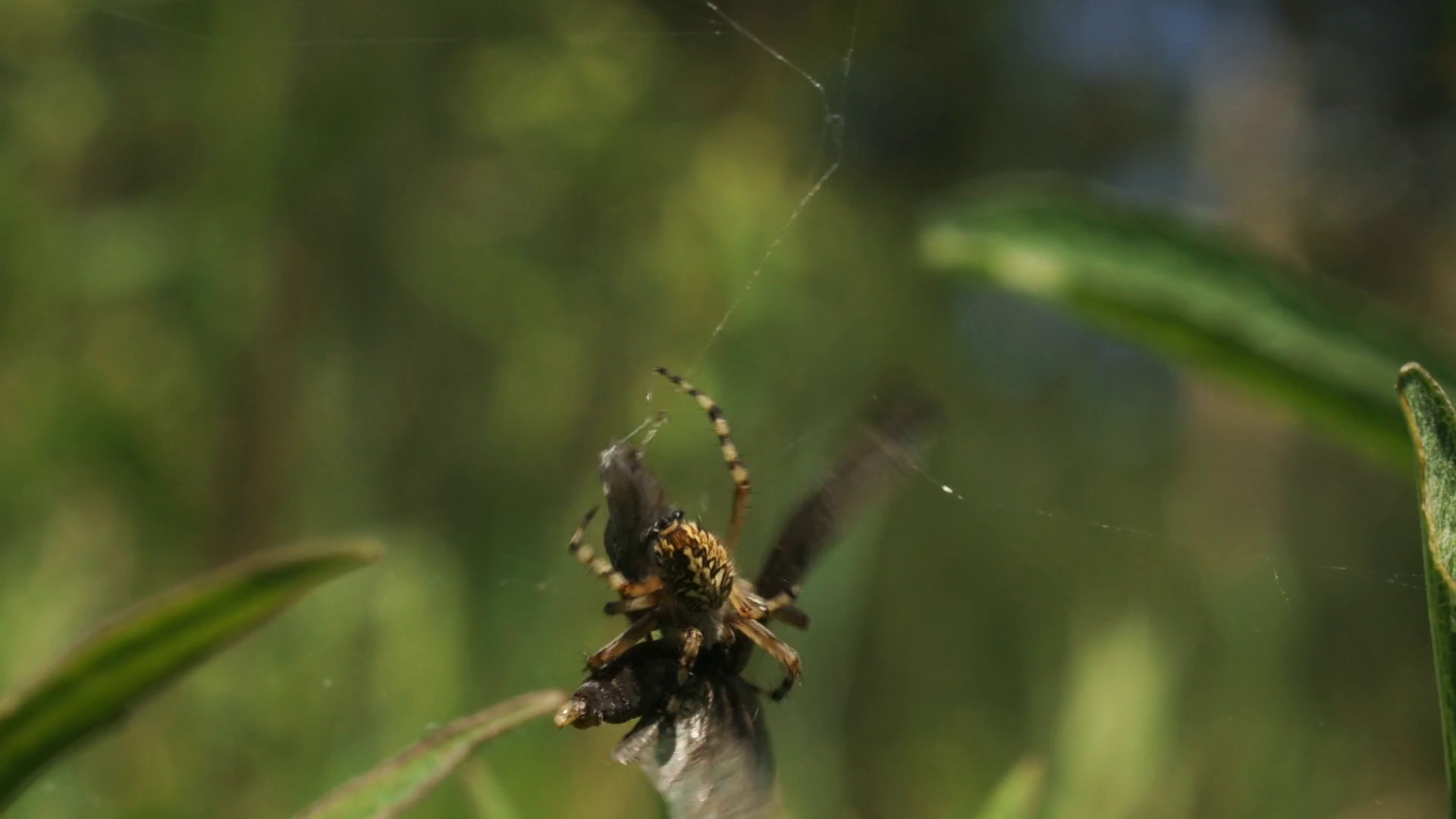 Spider Killscreative Struggle Of Caught In Stock Footage SBV-348682832 ...
