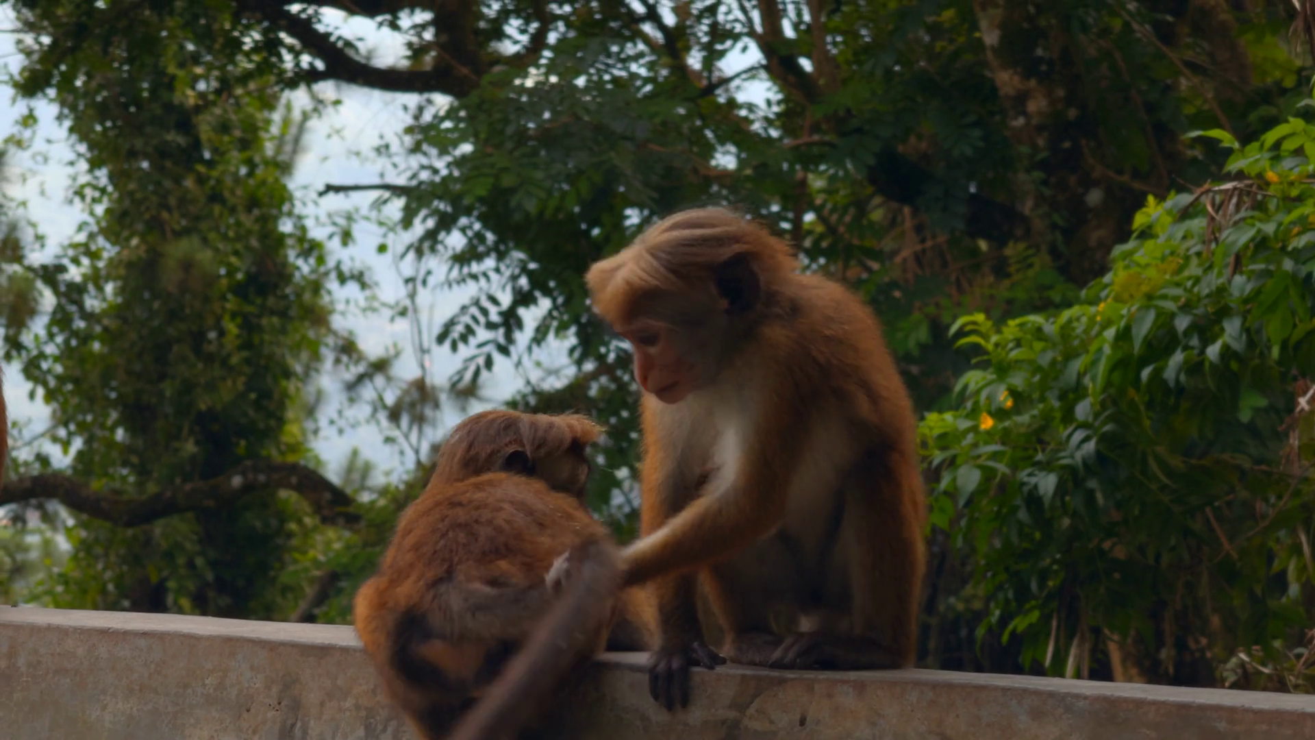 Beautiful Red Monkeys In Tropical Park Stock Footage SBV-348808954 ...