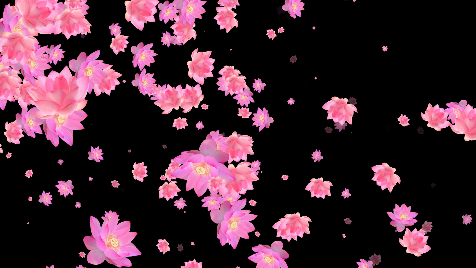 Falling Flowers Alpha Stock Motion Graphics SBV347796712 Storyblocks