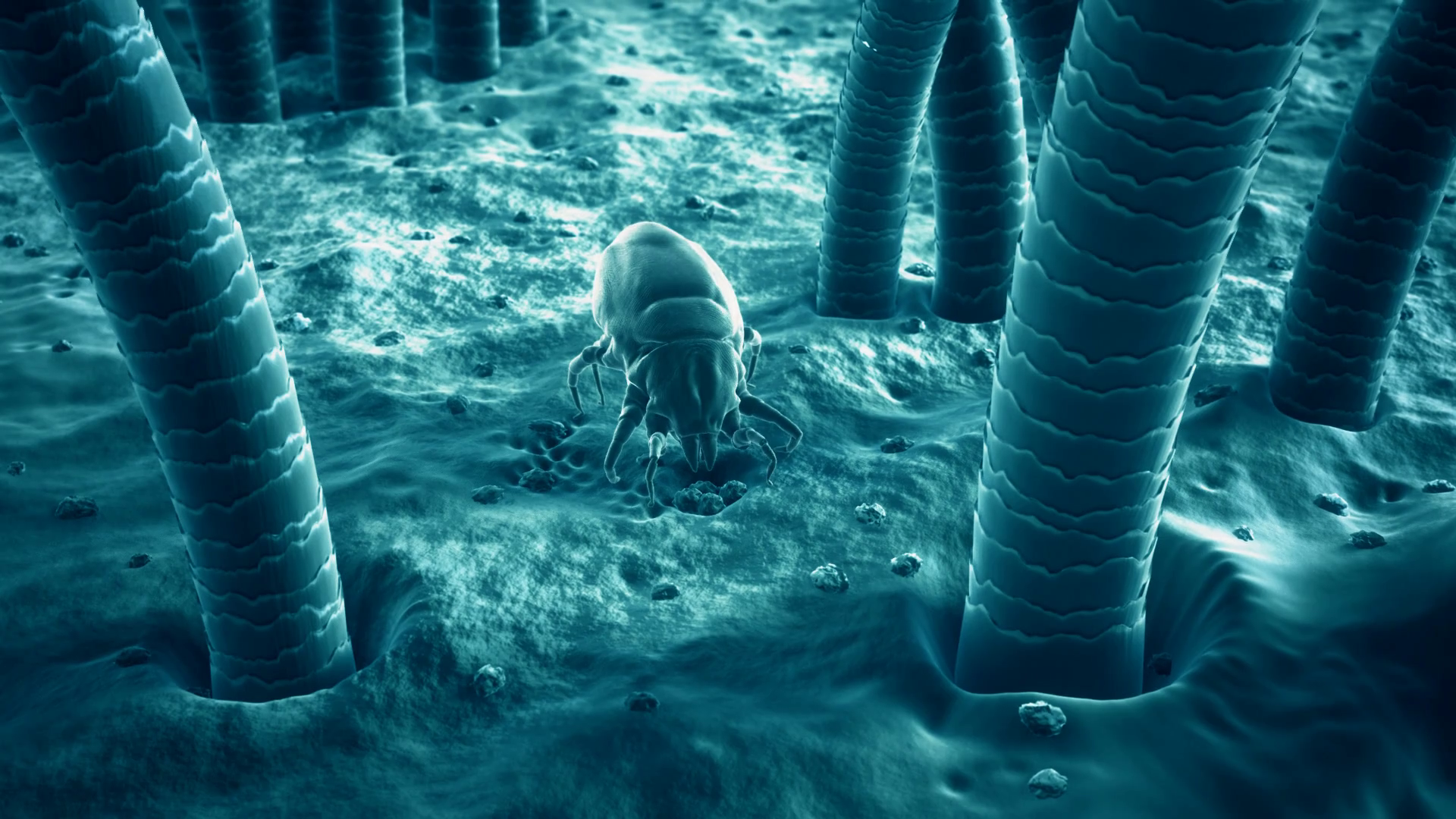 A Dust Mite On Skin Surface Small Bugs Stock Motion Graphics SBV ...