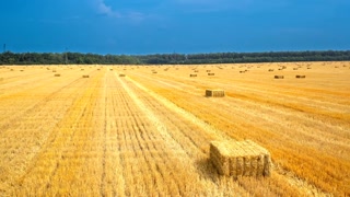 Aerial View of Hay Bales in Meadow Drone Golden Straw Stacks on Dry
