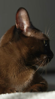 Portrait of burmese cat. Lovely brown purebred cat laying on a cosy carpet. Domestic pet relaxing at home.  Portrait of burmese cat. Lovely brown purebred cat laying on a cosy carpet.
