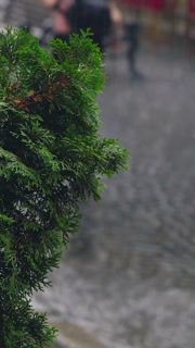 raindrops are falling on thuja in the city. People are running with umbrellas in rainy weather. This shows a small evergreen tree in focus on a rainy day. The wet street ripples from the falling rain and the sidewalk is damp. Pedestrians are walking