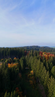 Vast Evergreen Woods with Inclusions of Colorful Trees Autumn Season in European Wilderness from Top View