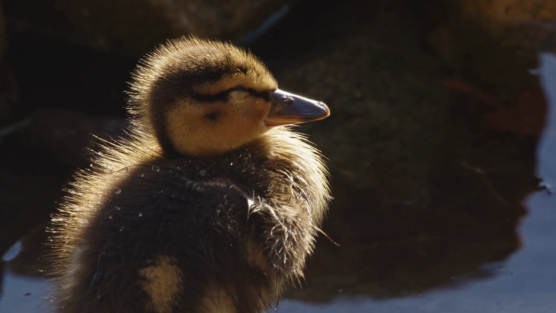 Baby Duckling Opening Mouth Calling To Ducks Stock Footage SBV348545645 Storyblocks