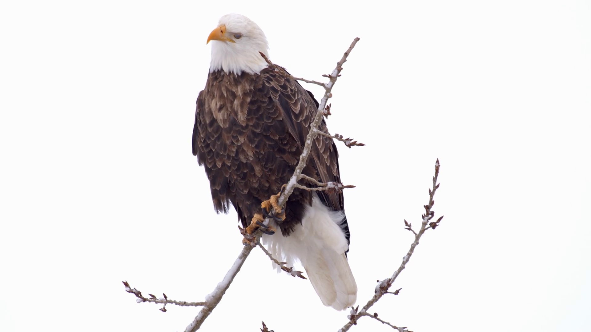Bald Eagle On Branch Scratches Head Against Stock Footage SBV348625394