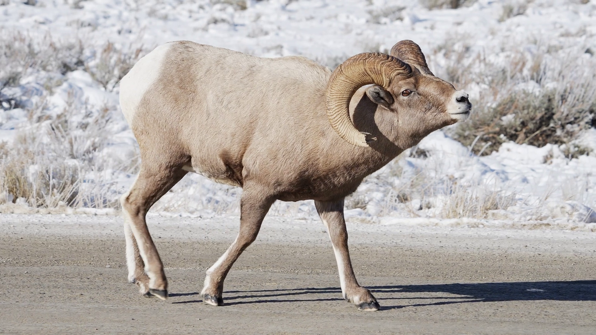 Bighorn Sheep Ram Strutting Up To Ewe Stock Footage SBV-347795222 ...