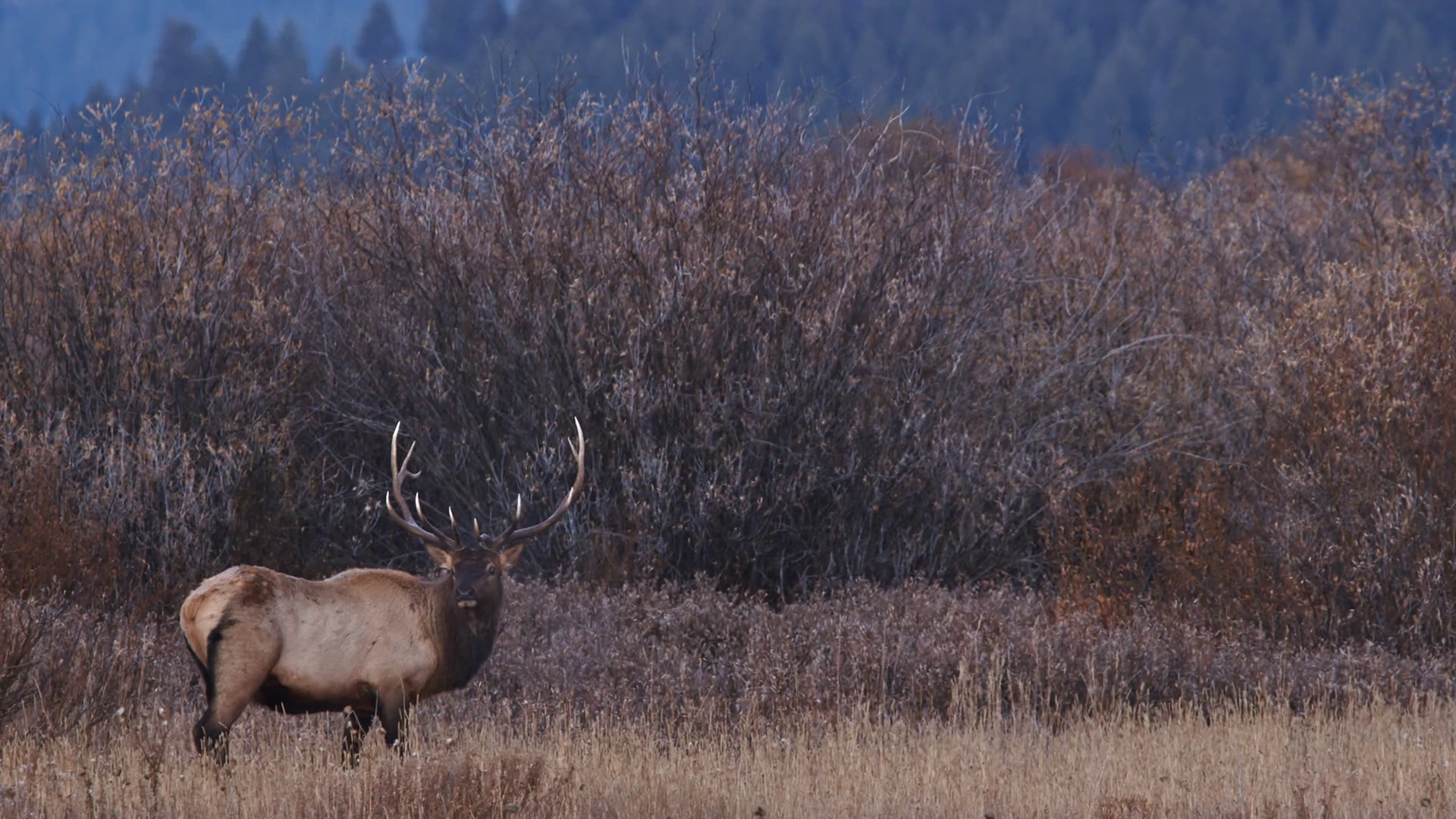 Bull Elk Grazing On Grass Looking Into Stock Footage SBV-348546855 ...