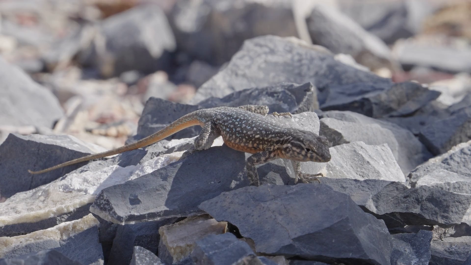 Lizard Doing Pushups To Threaten Lizard In Stock Footage SBV-348402579 ...