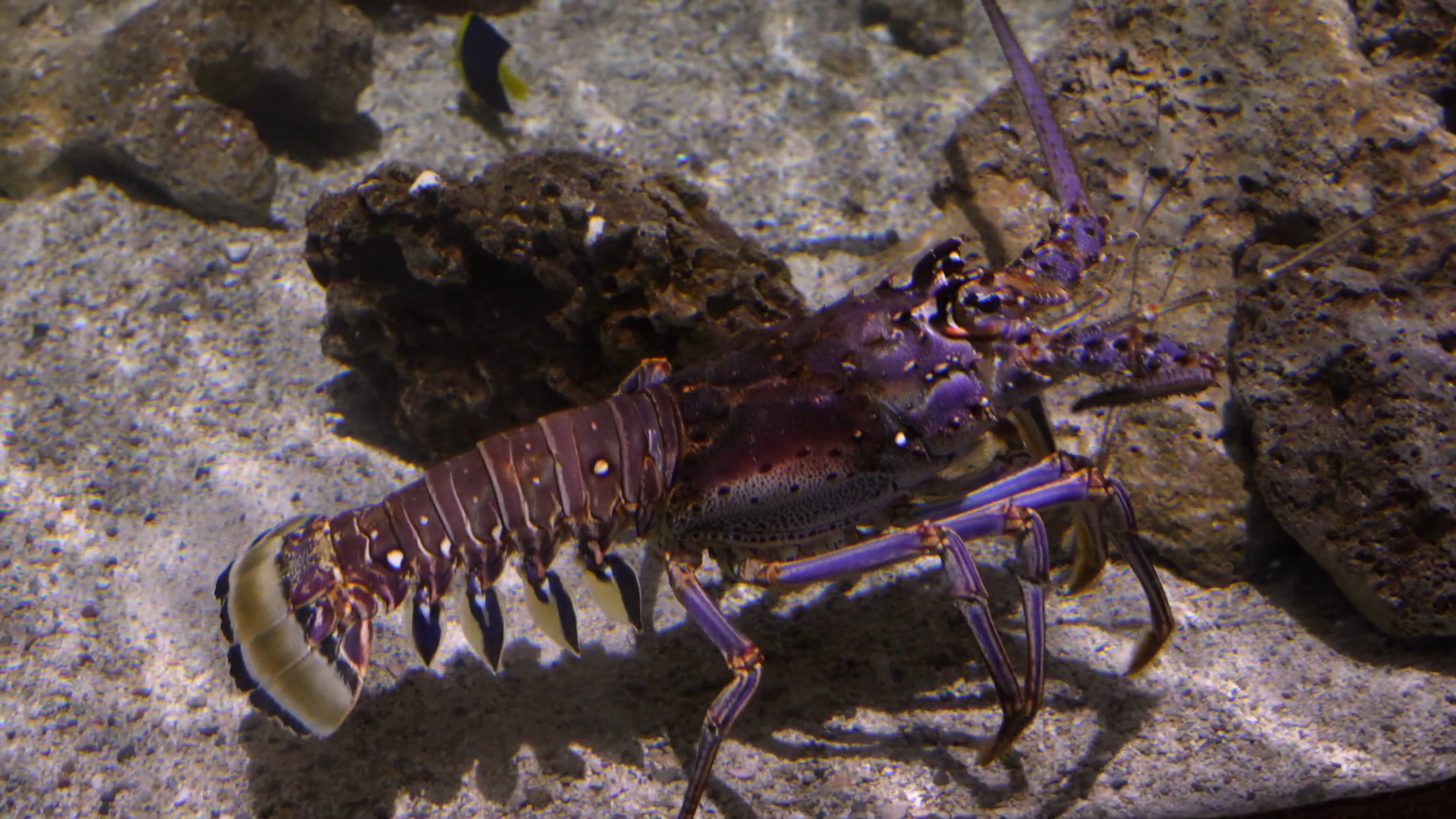 Lobster Climbing Over Rocks Underwater In Stock Footage SBV-348548338 ...