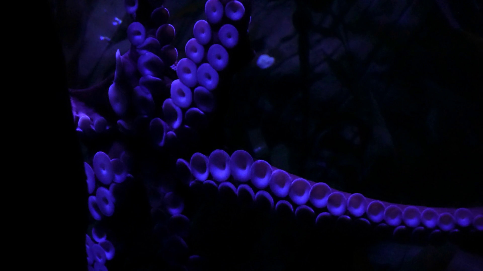 Tentacles From Octopus Up Close Slowly Moves Stock Footage SBV ...