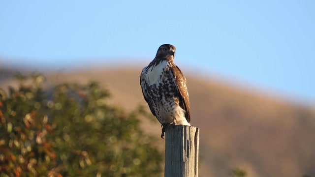 Red Tailed Hawk Stock Footage: Royalty-Free Video Clips - Storyblocks