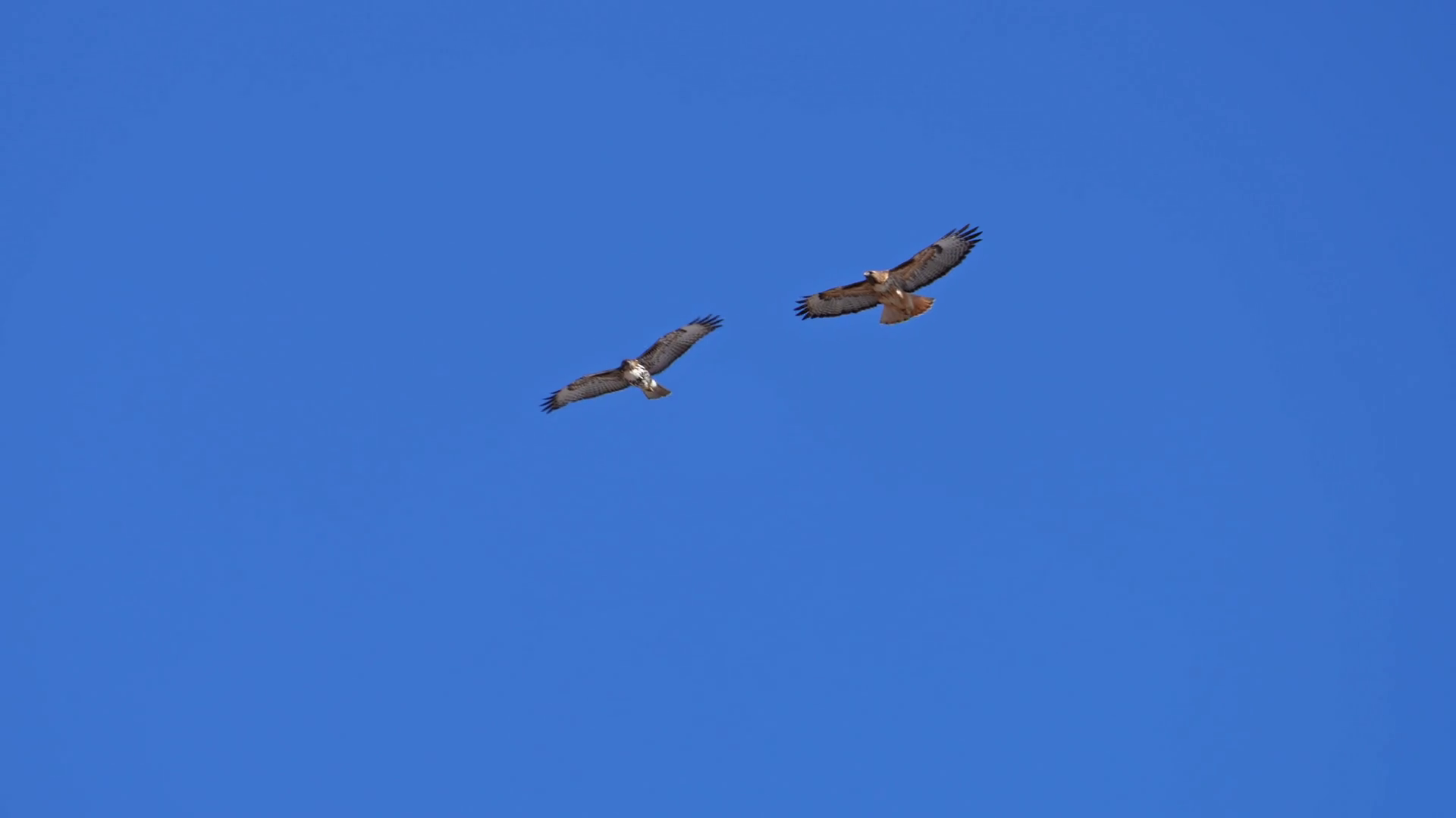 Juvenile Adult Red-tailed Hawks Flying Stock Footage SBV-348794775 ...