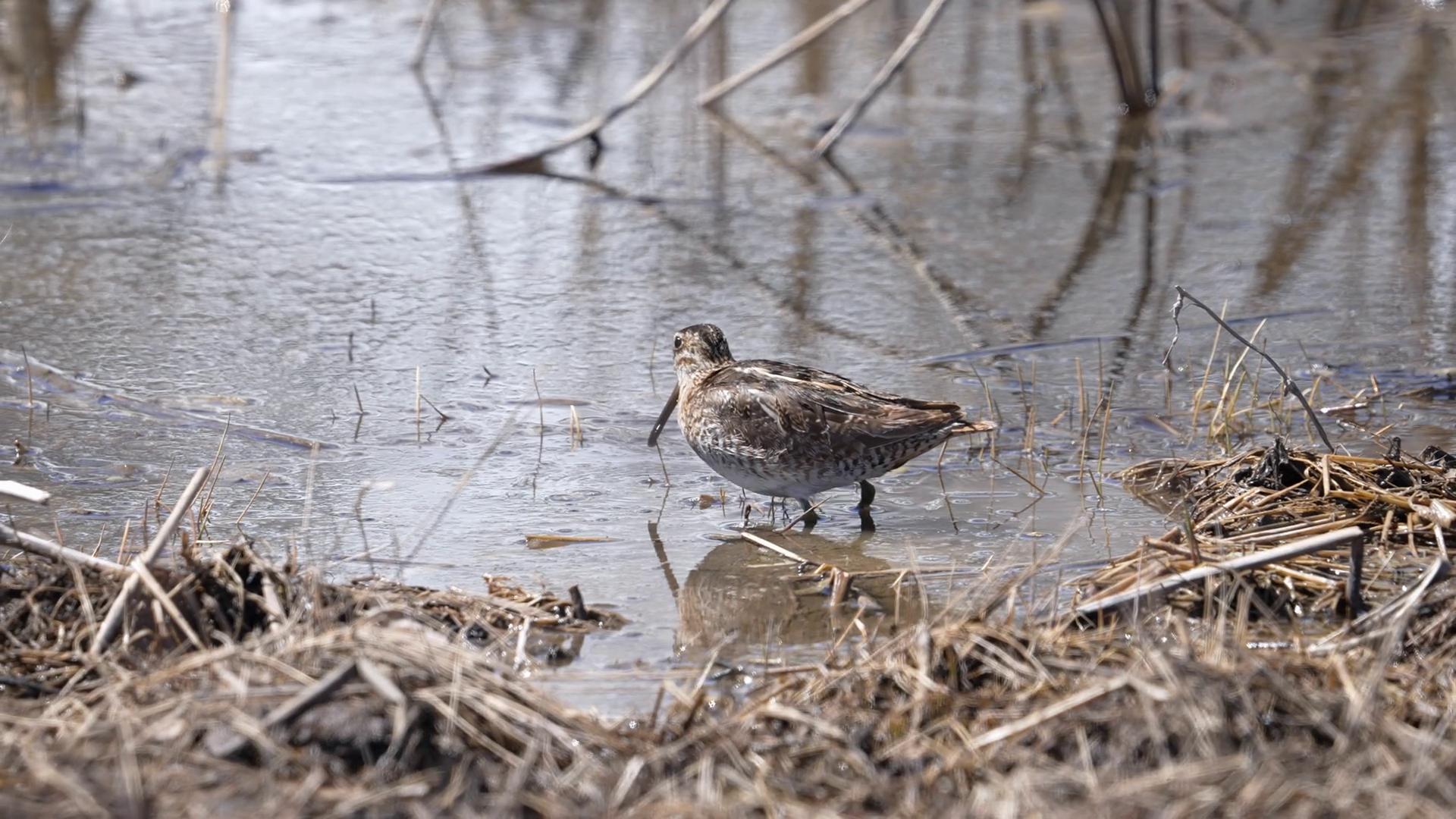 Snipe Taking Flight From Swamp In Utah Stock Footage SBV-348412506 ...
