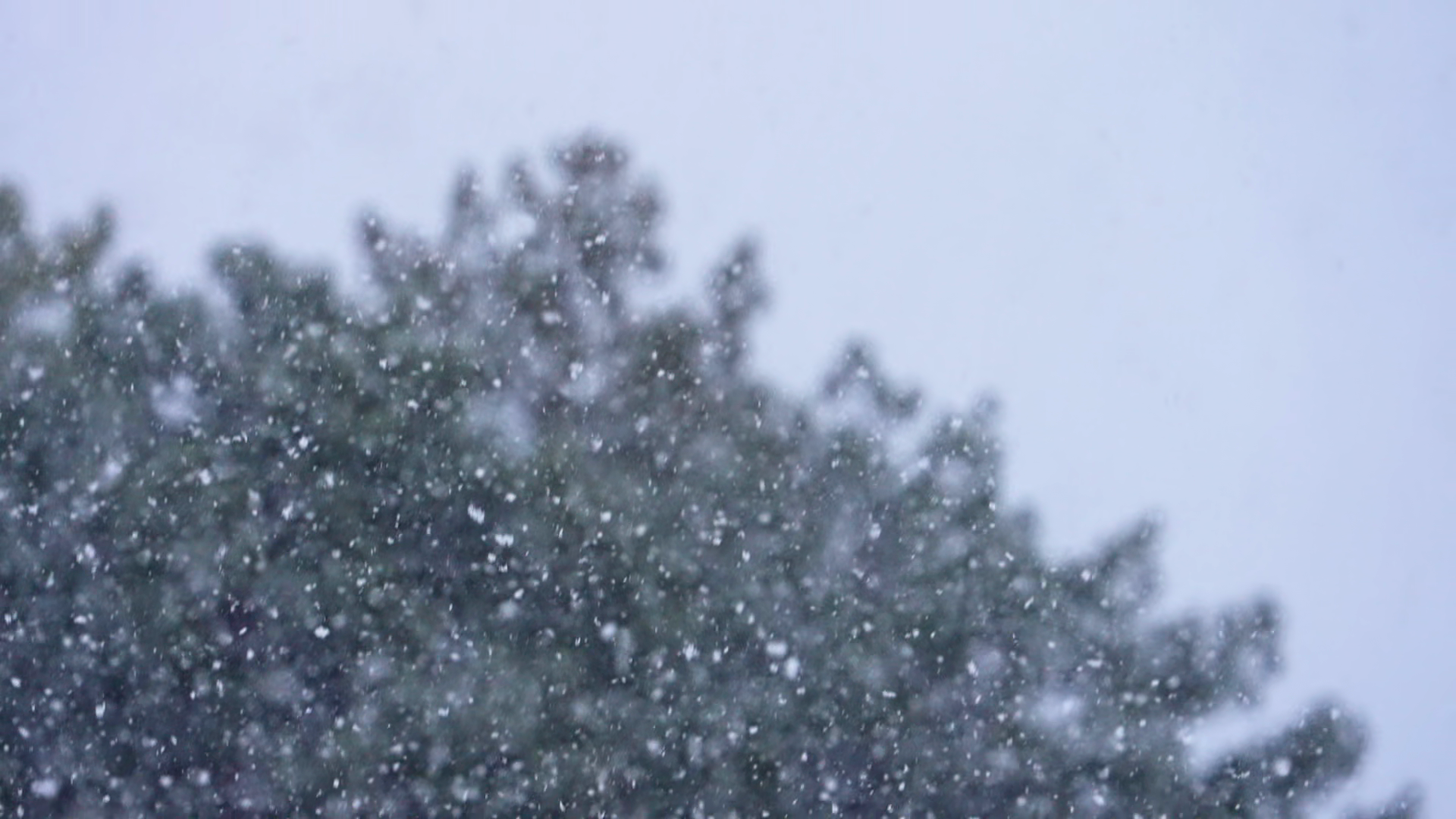 Snow Falling In Slow Motion In Front Of Pine Stock Footage SBV ...