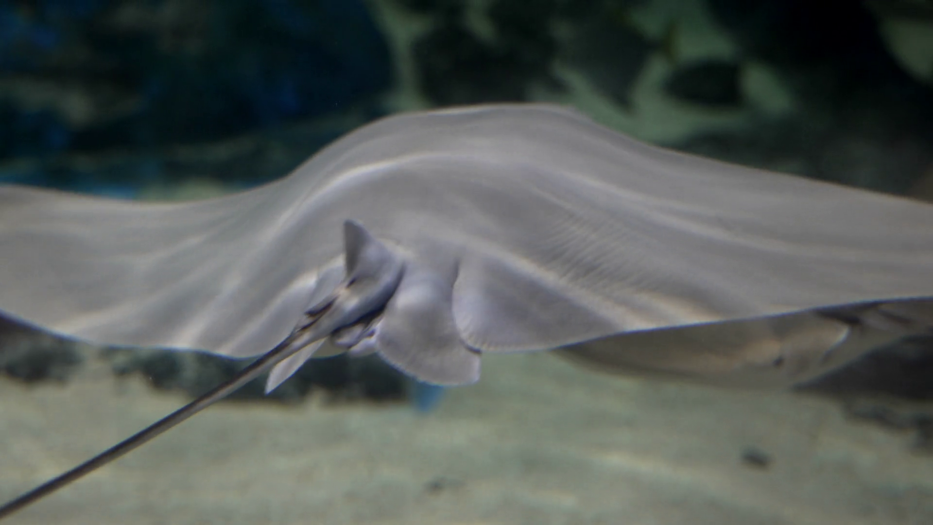 Stingray's Swimming Together At Aquarium Stock Footage SBV-348412540 ...