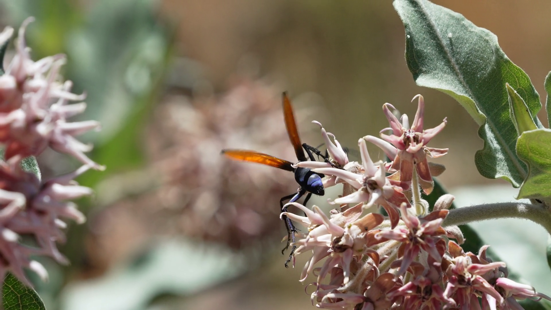 Tarantula Hawk Flying In Slow Motion On Stock Footage SBV-352459777 ...