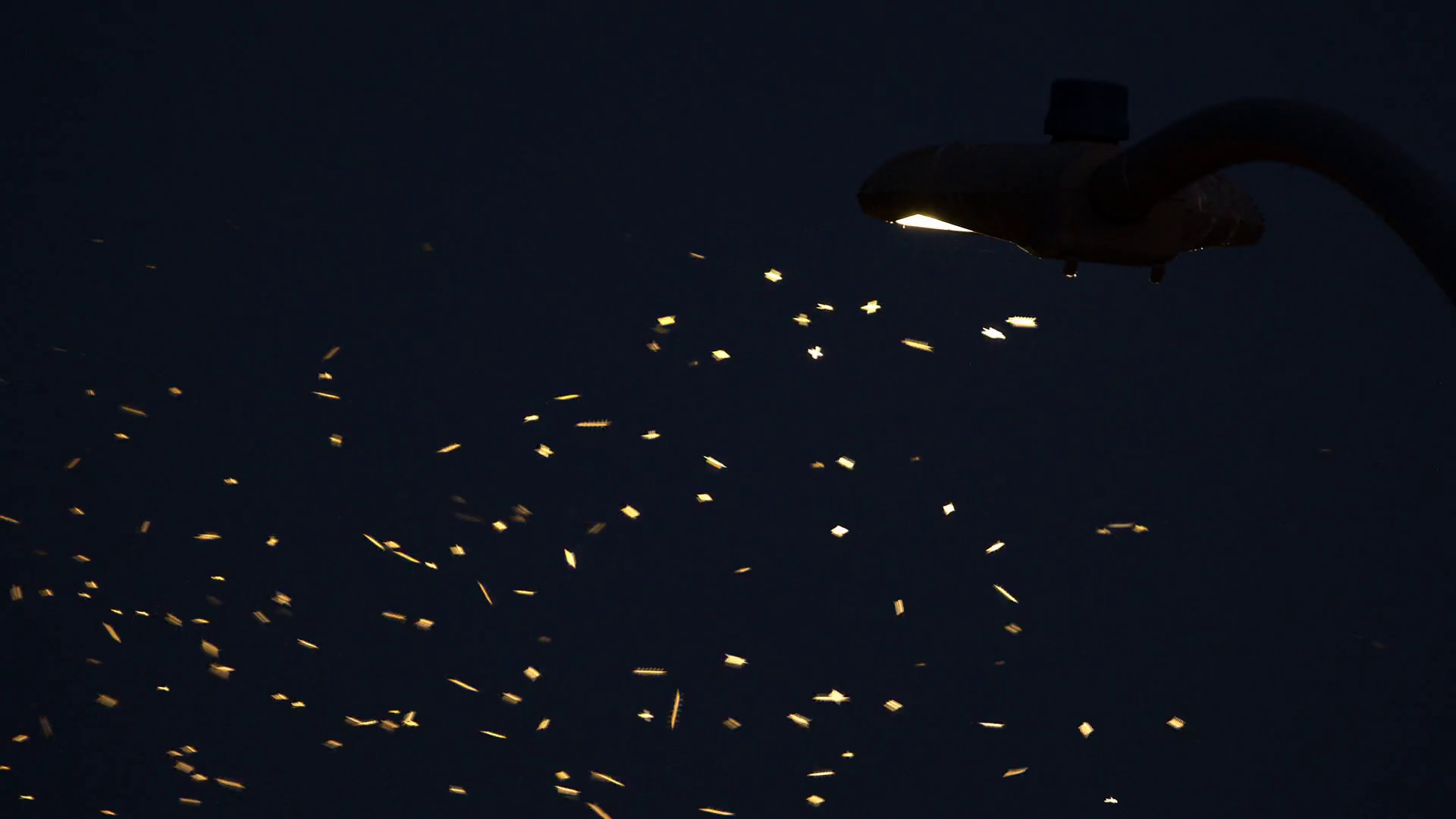 Zoomed View Of Midge Flies Attracted To Stock Footage SBV-348573182 ...