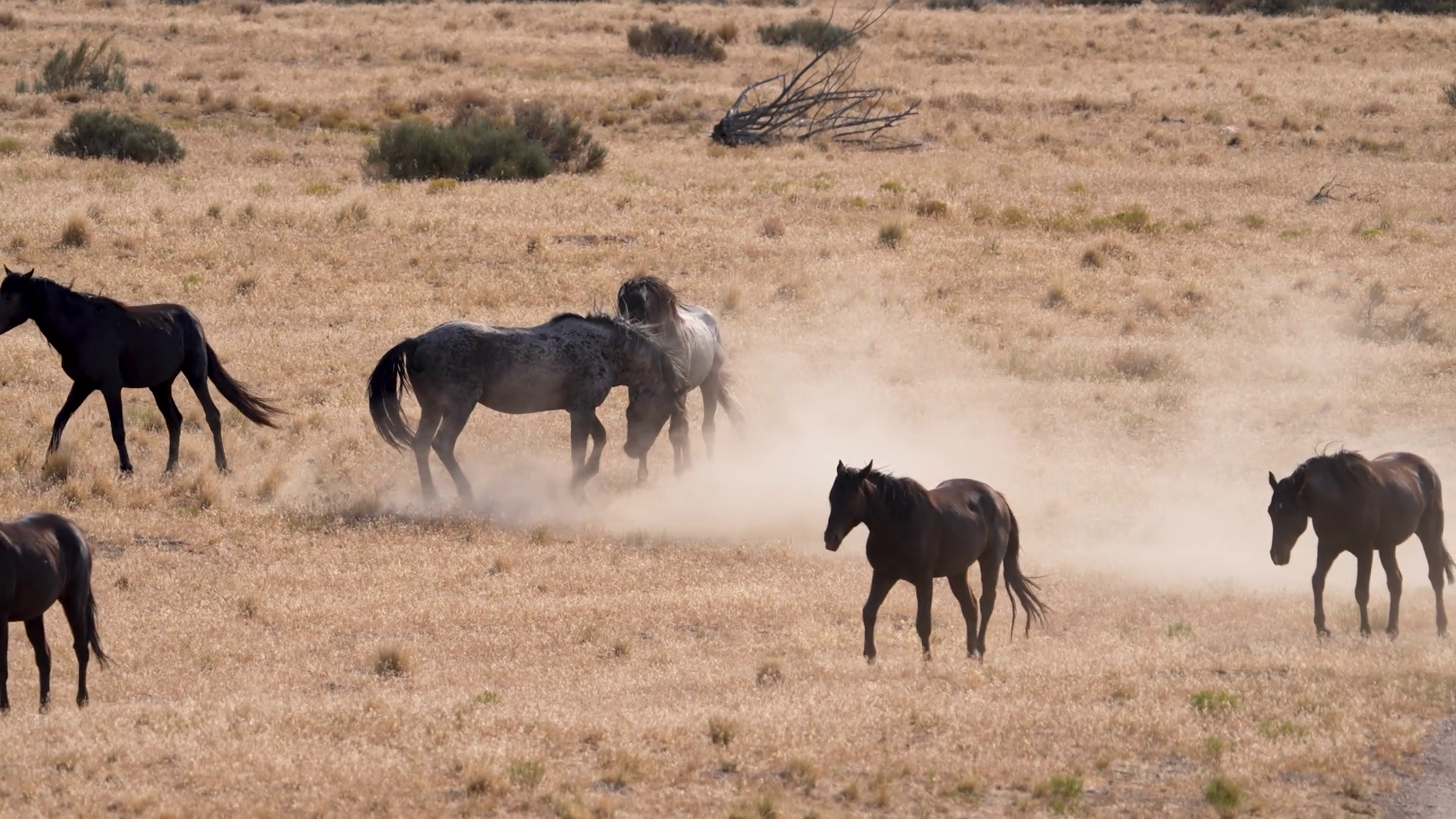 Wild Horse Stallions Fighting In Slow Motion Stock Footage SBV ...