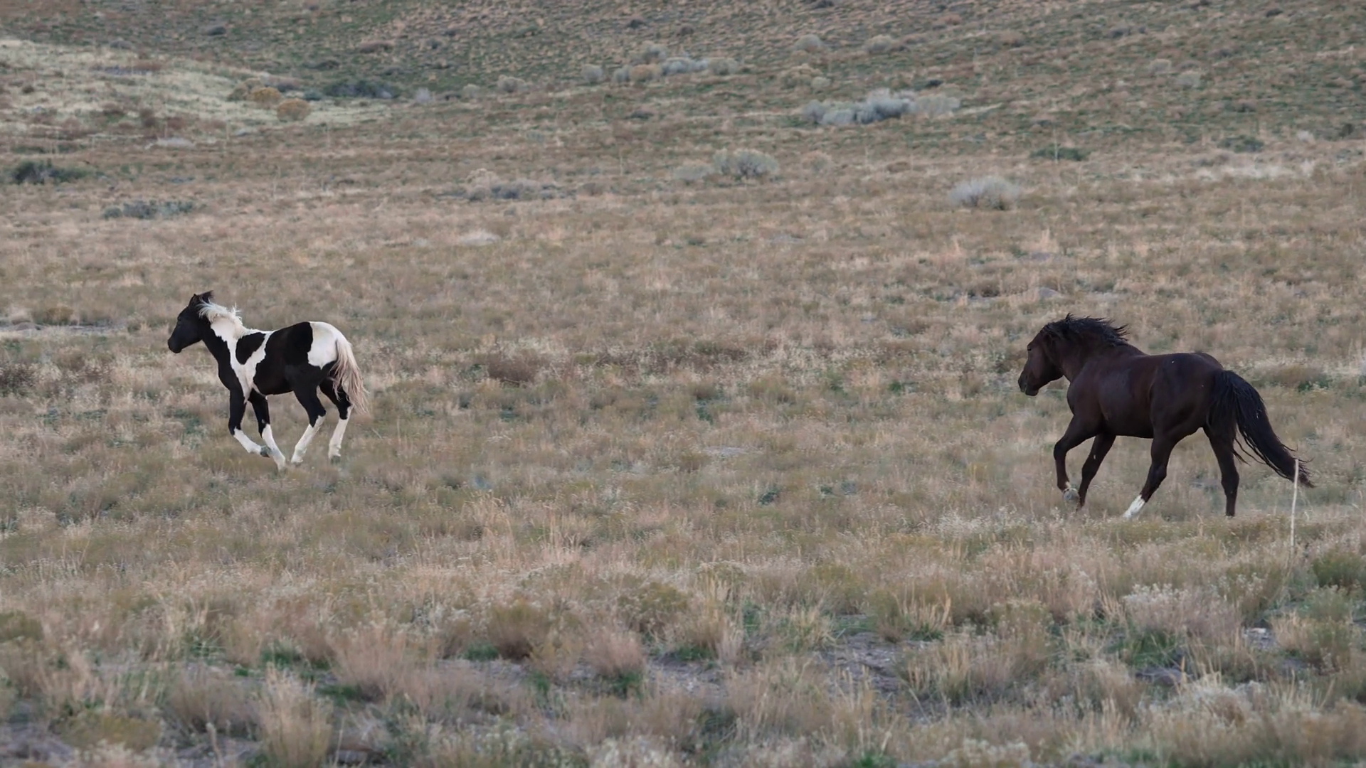 Wild Horse Chasing Across Utah Desert In Stock Footage SBV-353168274 ...