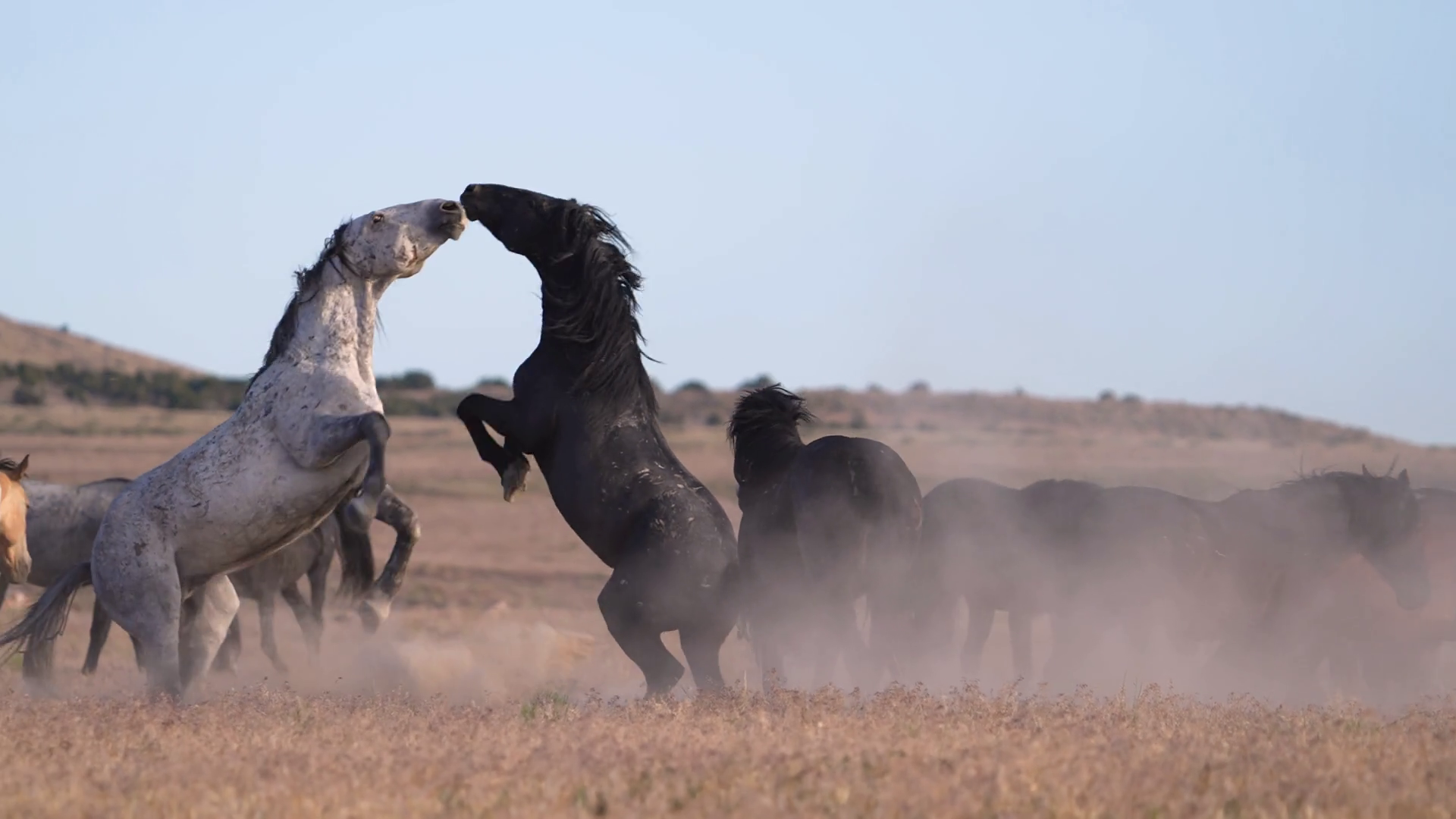 Wild Horse Mustangs Fighting With In Slow Stock Footage SBV-352342561 ...