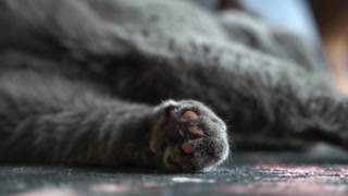 Adorable gray British shorthair cat resting and enjoying a gentle stroking on its furry paws by its owner