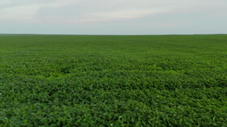 Aerial view of a lush green soybean field extending to the horizon under an overcast sky on a windy day