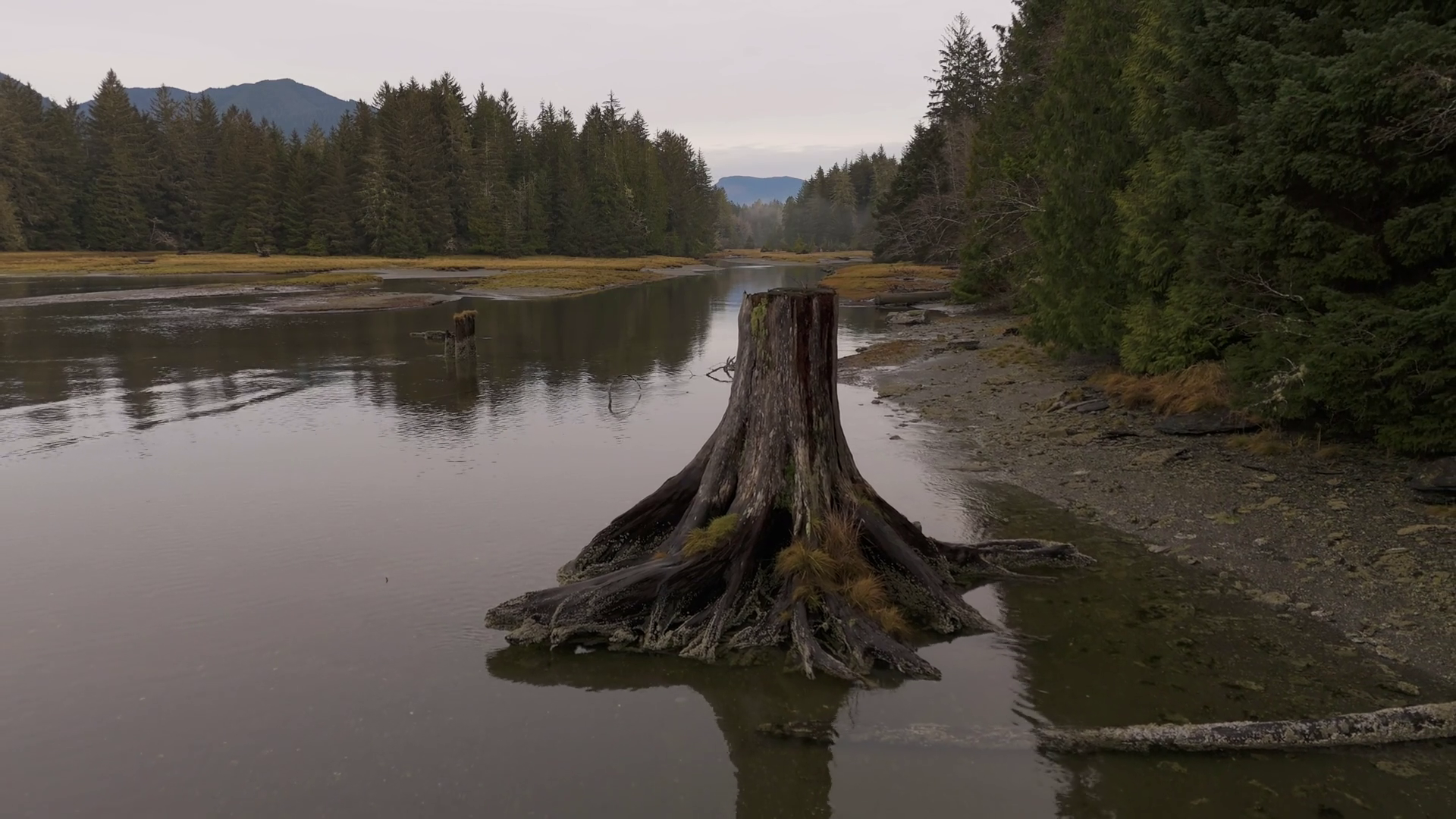 Tree Stump In Calm River On Vancouver Island Stock Footage SBV ...