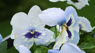 White pansy flowers with raindrops closeup on blurred green background