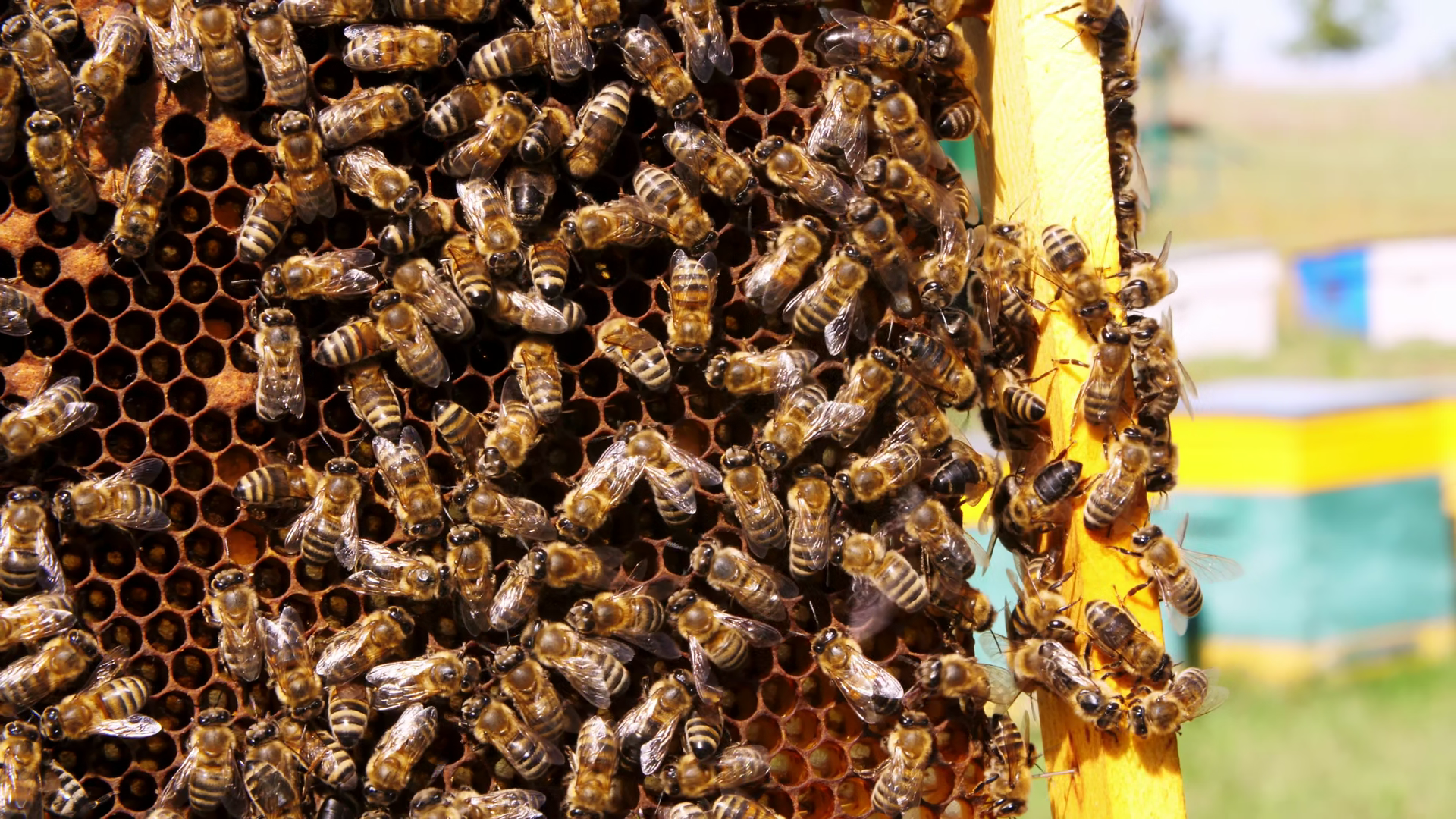 Macro View Of Bees On Honeycomb Turning Stock Footage SBV-353907204 ...
