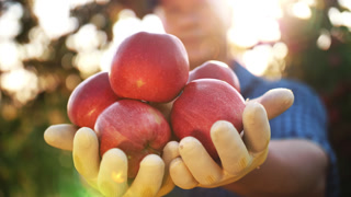 Detailed shot of fresh apple harvest in gardener hands. Concept of organic gardening and quality farm products.