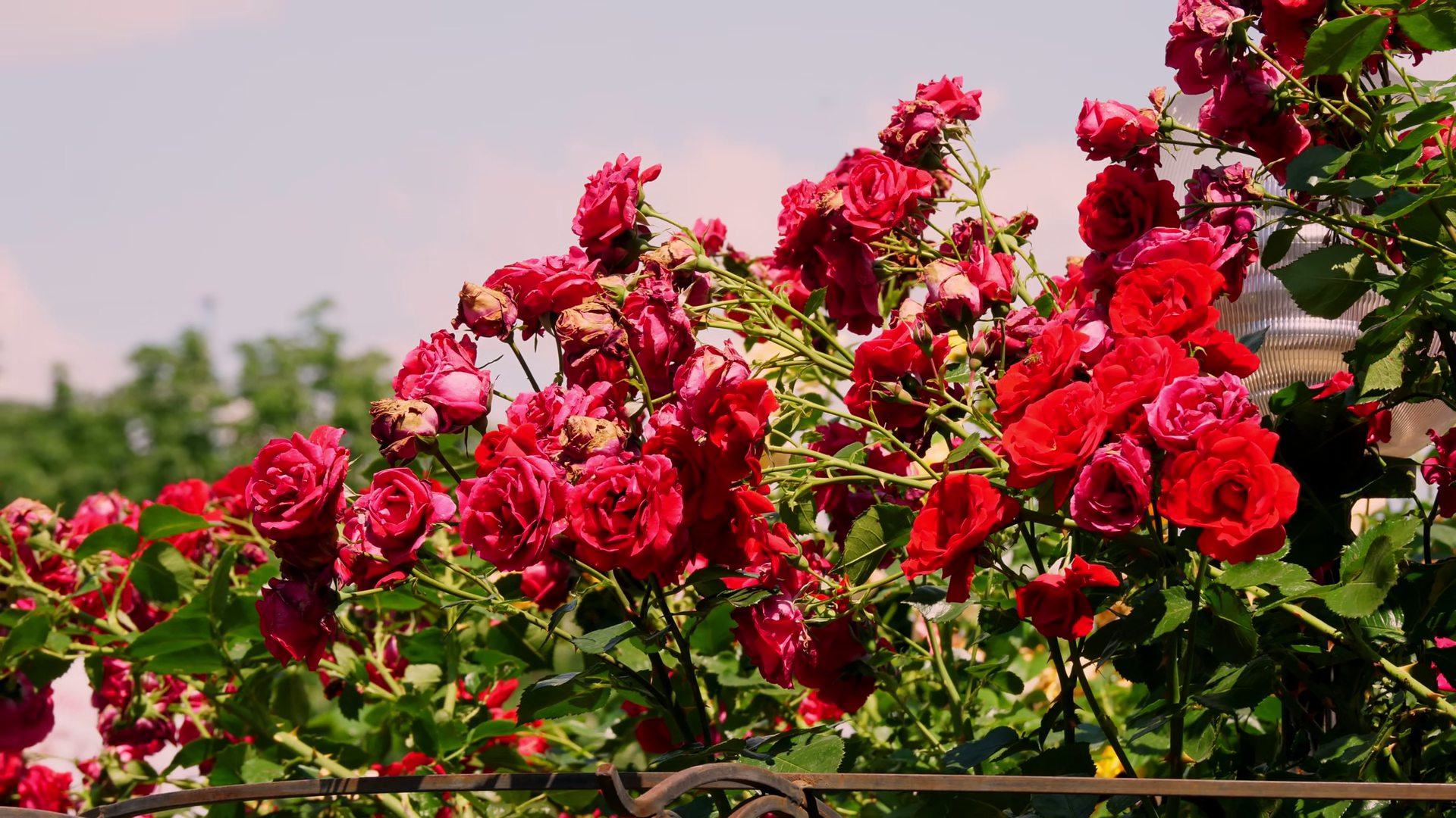 Vibrant Red Roses Blooming In Park Garden Stock Footage SBV-353615790 ...