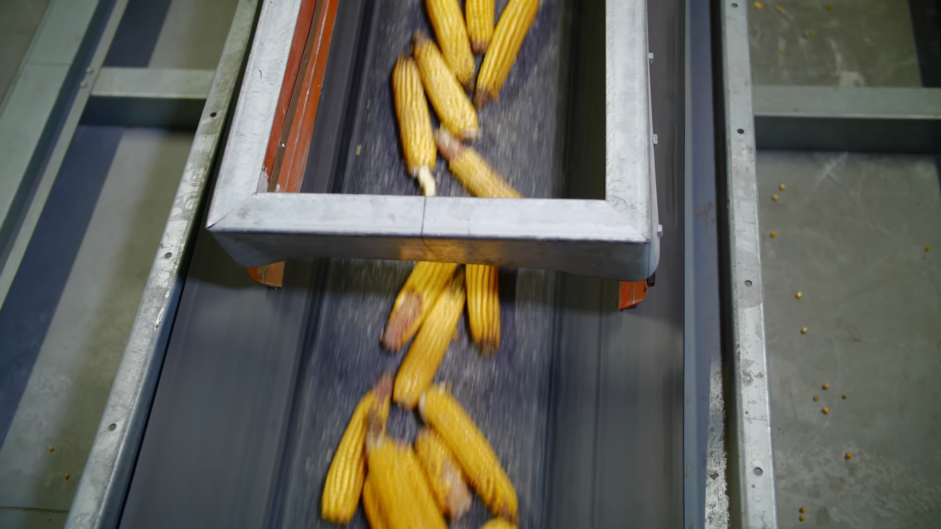Technological Process Of Maize Processing At Stock Footage SBV ...