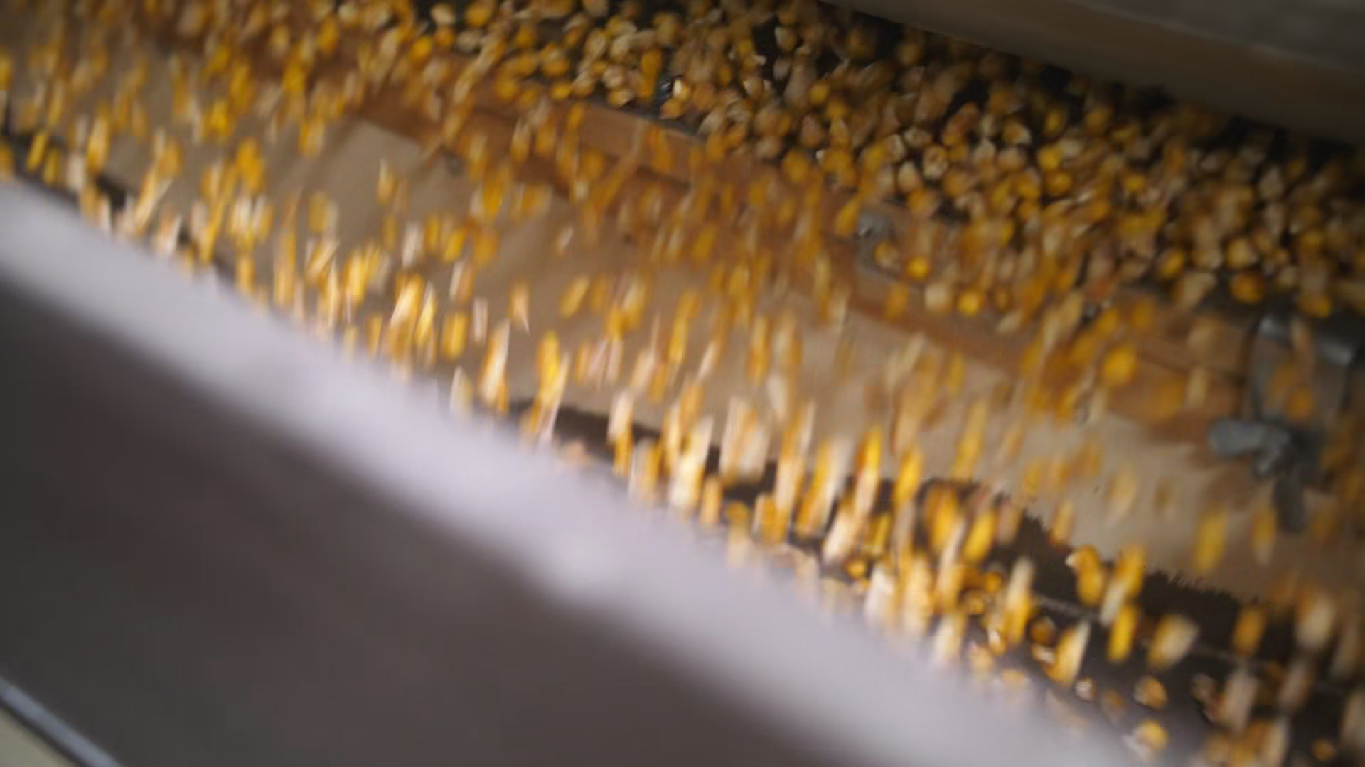Processing Of Corn Seeds On Industrial Stock Footage SBV-353735769 ...
