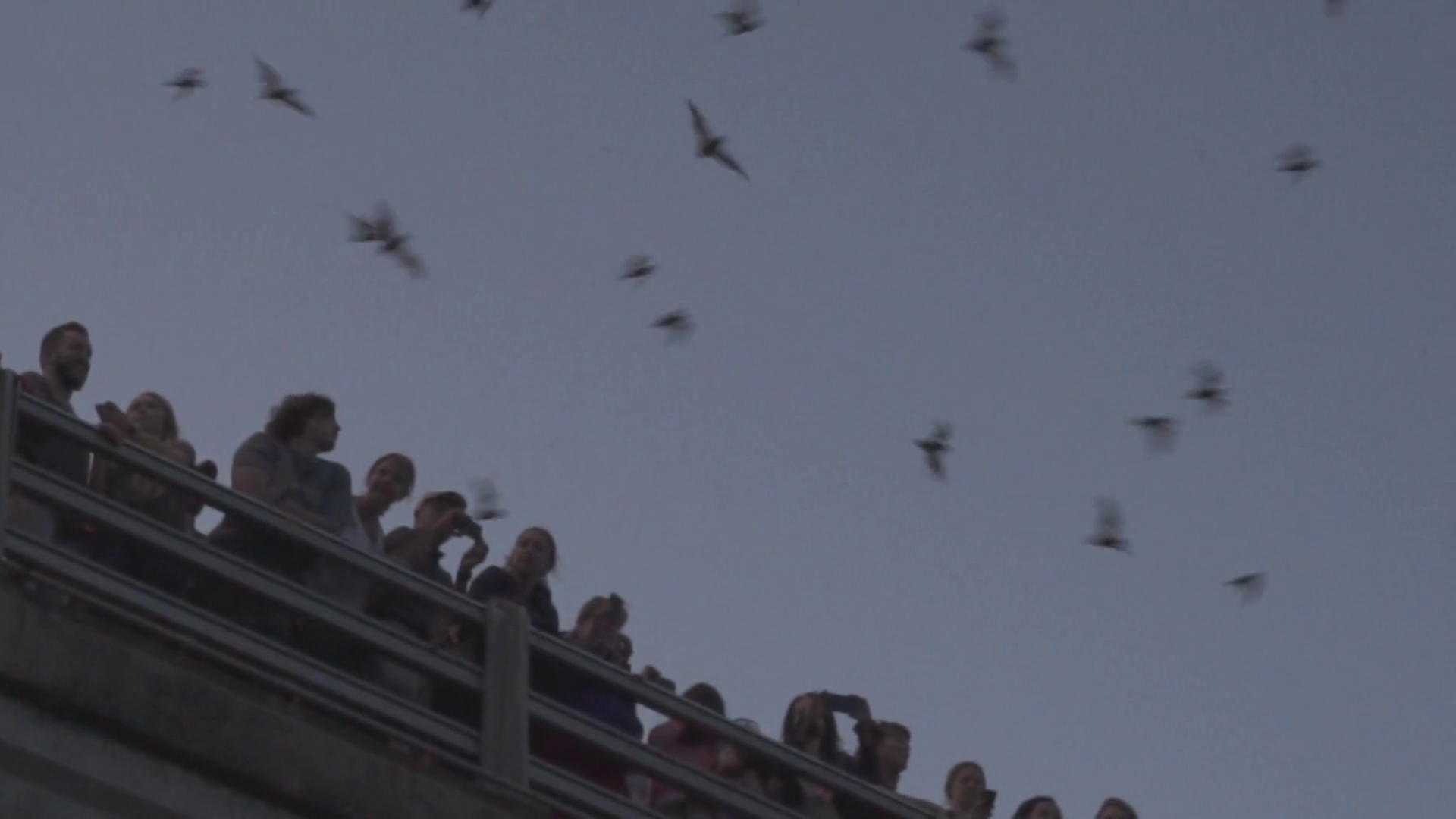 Austin Bats At The Congress Avenue Bridge 10 Slow Motion Stock Video