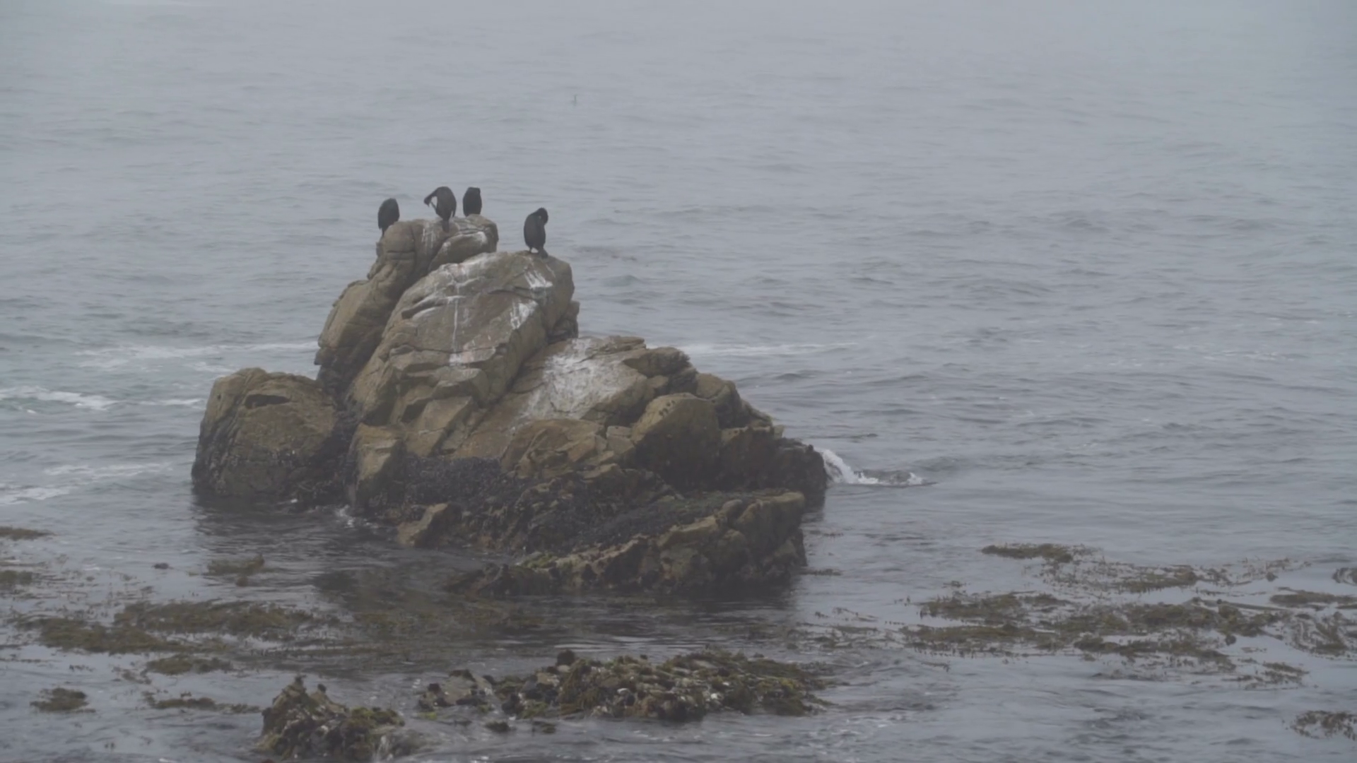 Birds On Rock At Carmel Sea Big Sur - Rugged Stock Footage SBV ...